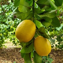 Limon